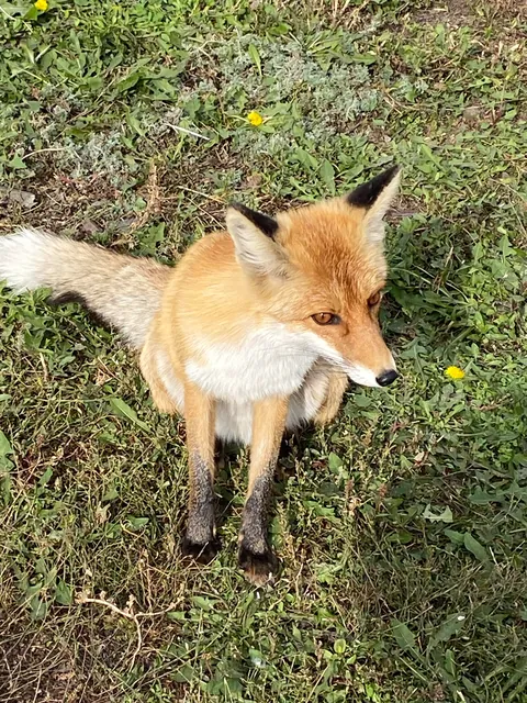 A fox came to visit me at work