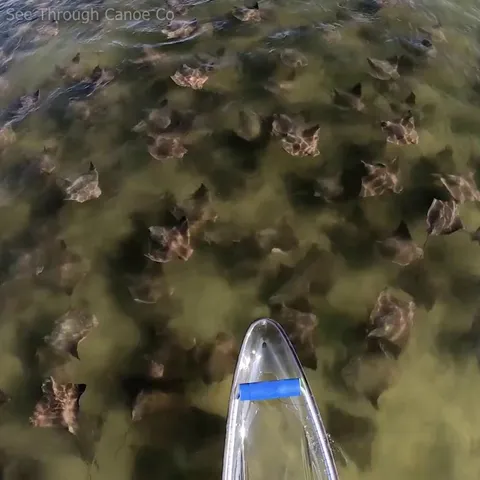 🔥 Kayaking through an unusually large group of rays in Tampa Bay