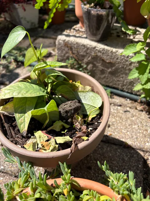 This toad is persistent, I’ll give it that. 😐😐😐 I’ve tried evicting it 3 times.