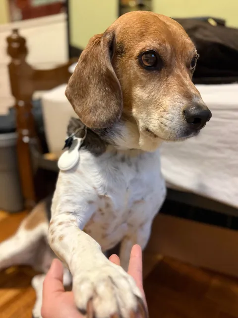 This is Wagner, he is the goodest boy in my life