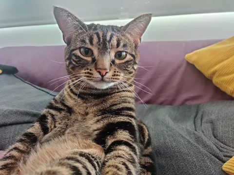 I'm convinced my cat is just a lil dude in a cat costume