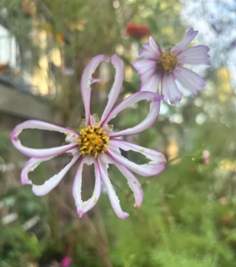 Creature ate just the middle of the cosmo petals