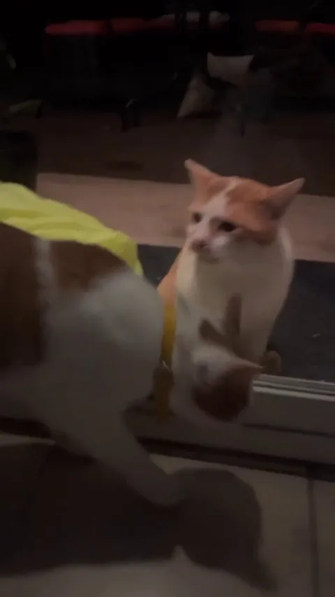 Our neighborhoods stray cat still doesn’t understand glass doors