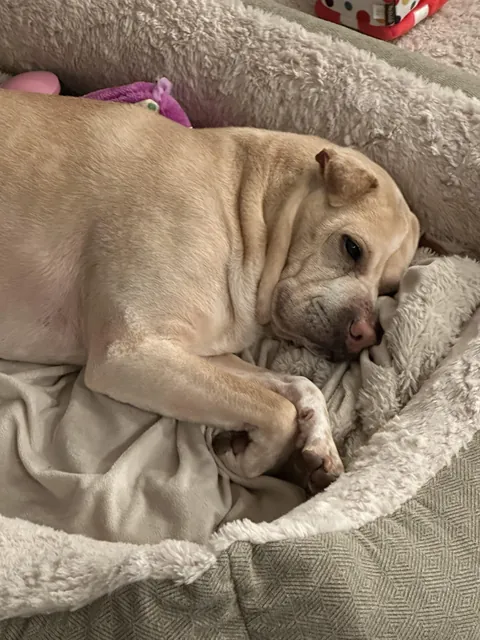 I said no to Broccoli’s extra treat request and she acted like I ruined her entire month