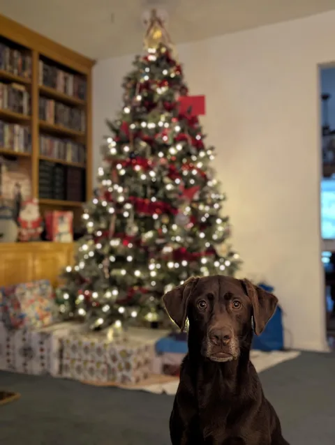 Clearing out my camera roll after Christmas and found this gem