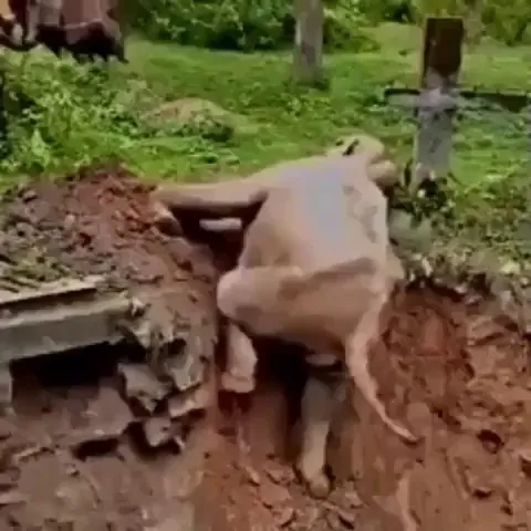 Using an excavator to help an elephant