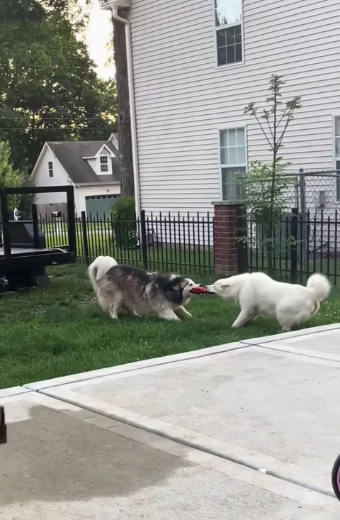 This dog fight.
