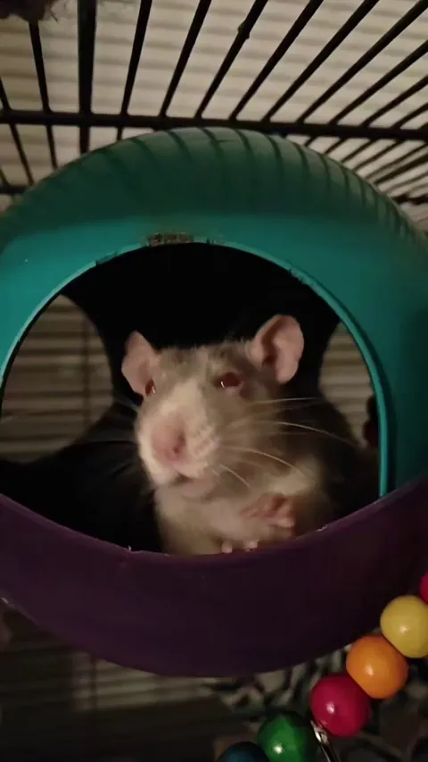 Saved a Mama and Her Baby