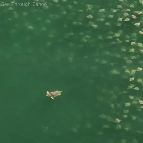 🔥 Sea turtle surfacing by a HUGE group of Cownose Rays near Clearwater, Florida Yesterday