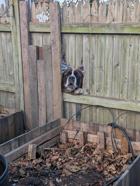 The neighbor's (unfriendly) dog keeps busting through our fence