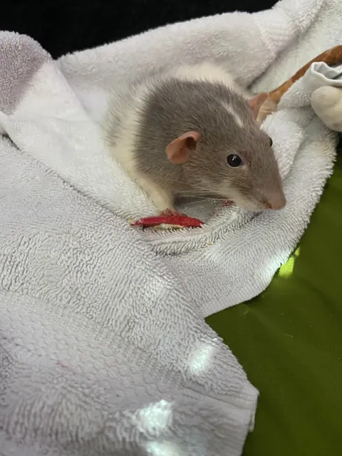 wolf eating some red chocolate on his last day
