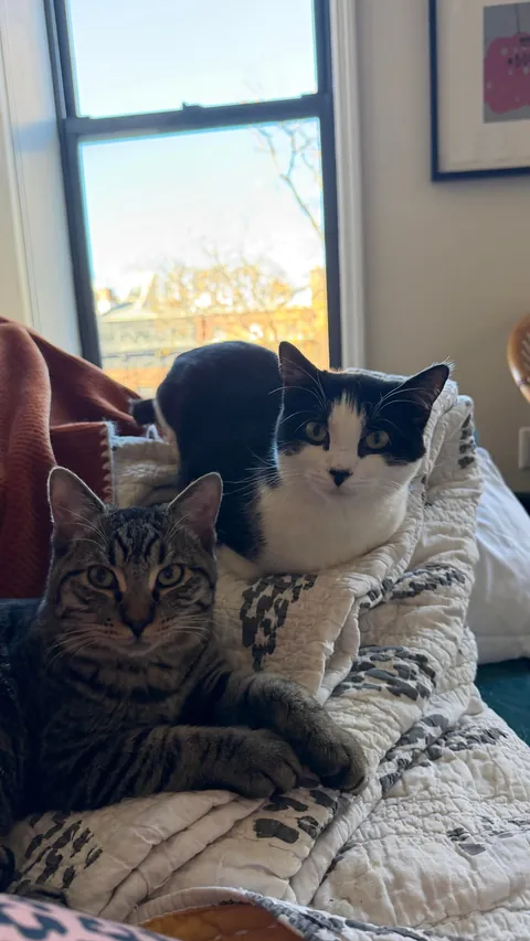 Final plea to help find Legacy, special needs cat, a home