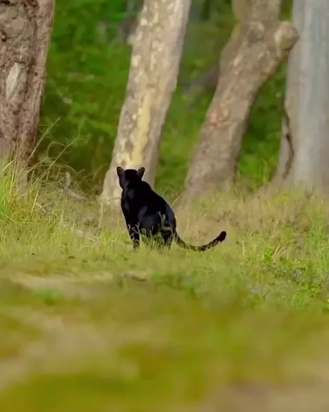 🔥Saya, the melanistic Leopard living in Kabini, was spotted in a playful moment, rolling around and even performing a somersault—an archival glimpse