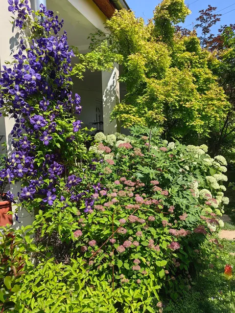 My garden in Serbia part 3