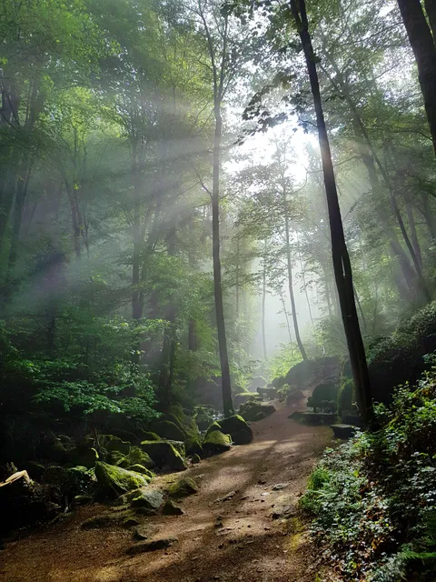 Went for a hike in Sasbachwalden, Germany (3024x4032) [OC]