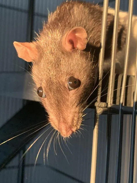 Today I learned you can see rats pupils when light hits at the right angle