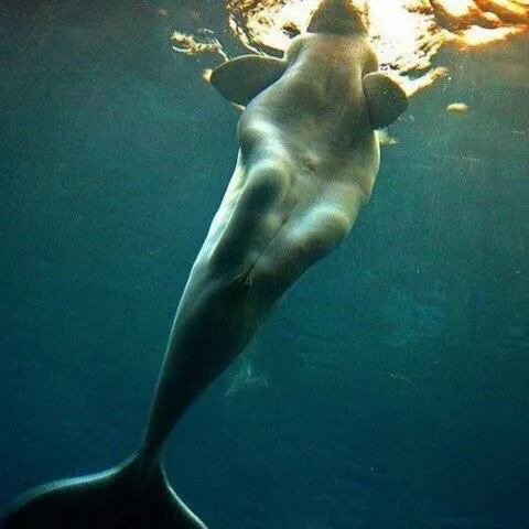 Beluga whales were often mistaken as mermaids.