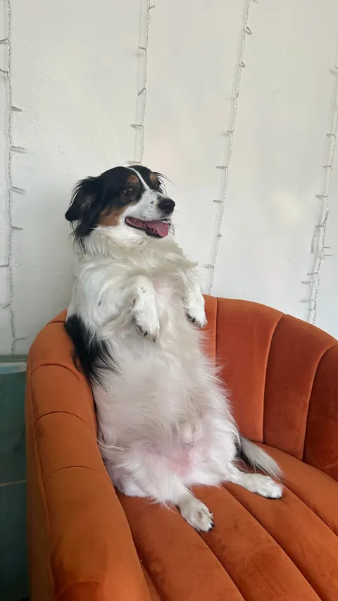 My dog likes sitting in chairs upright like a human