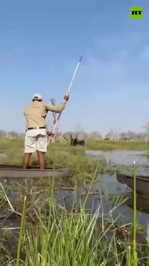 Bitish &amp; US tourists cheat death in miraculous escape from an elephant