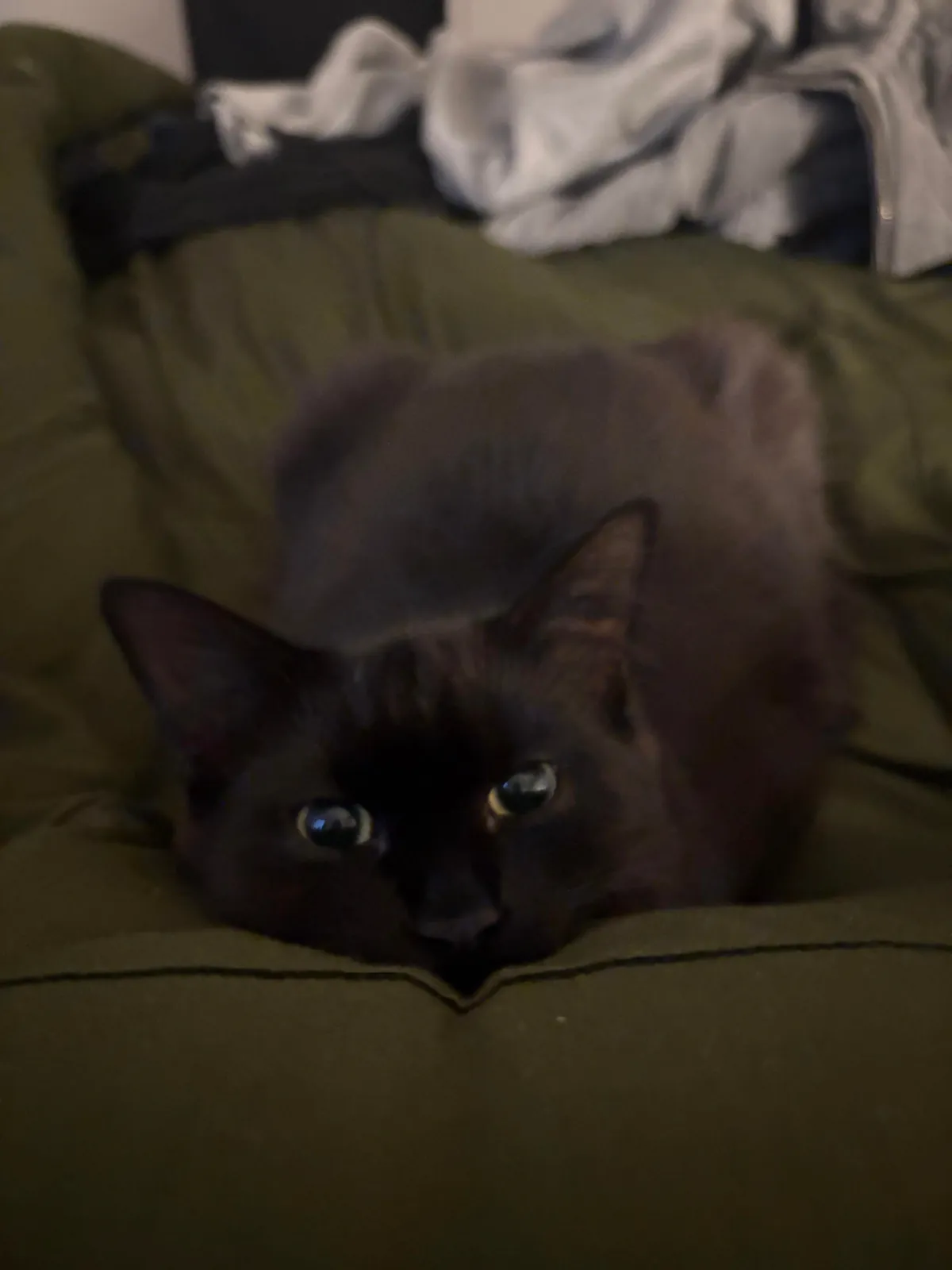 Our new lil man Squid