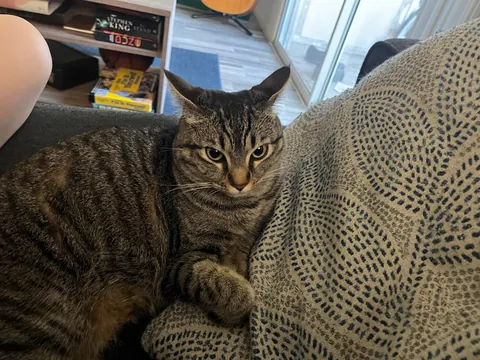 Noelle would like the children of my apartment complex to stop screaming. 👿🧘‍♀️