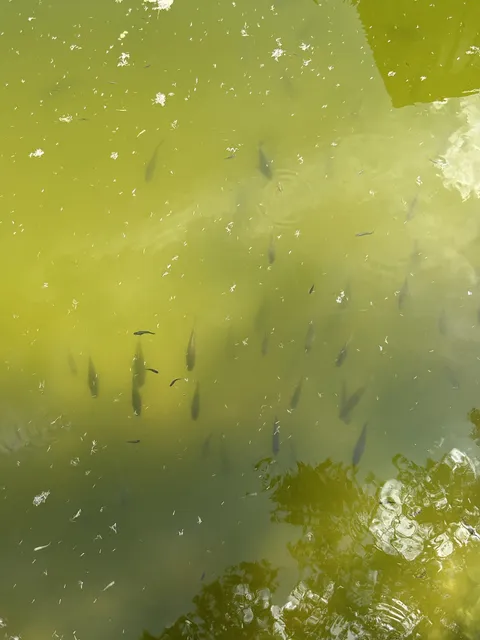 Why are the fish all facing one direction without moving? 