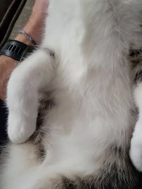 I rubbed his nose and he died