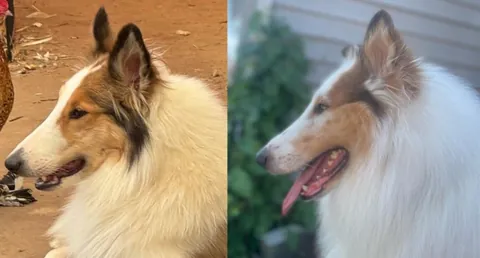 I’m adopting my dogs twin!?