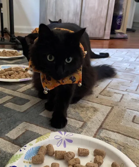 He appeared on Halloween—the night we got engaged. We didn’t choose him. He chose us.