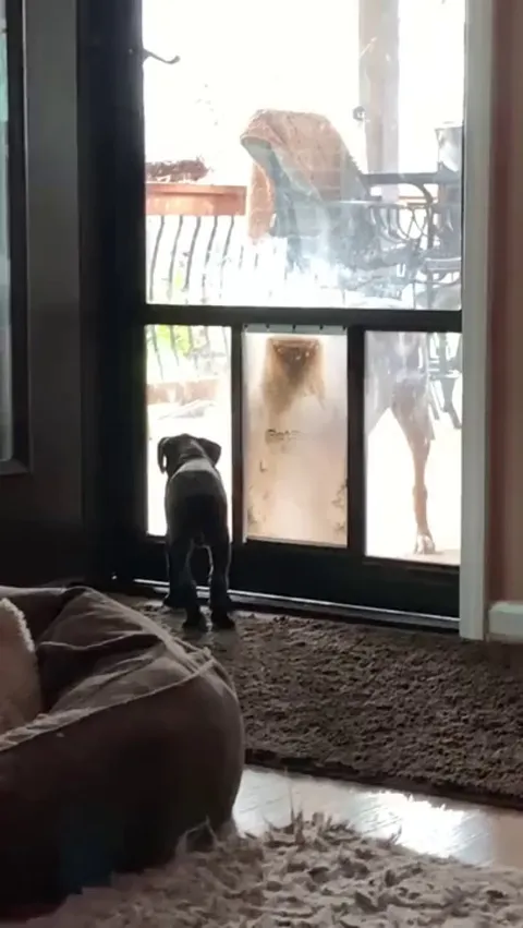 Good boys teaching the pup how to use the doggy doors