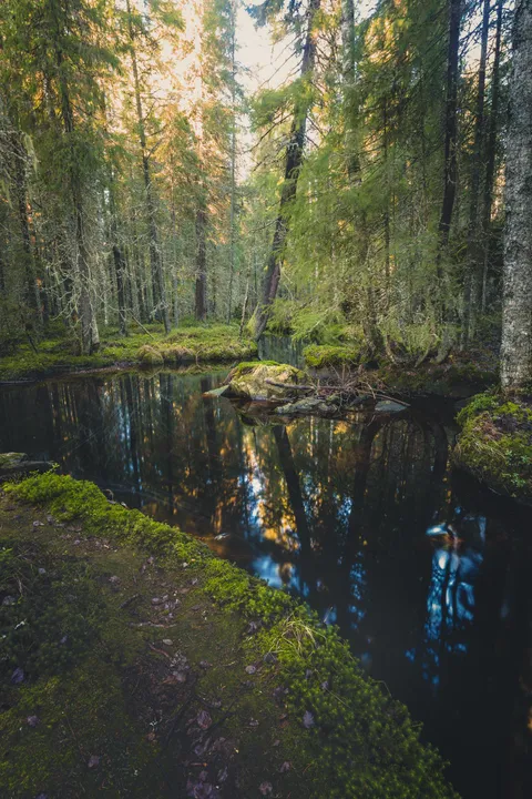 In the heart of the woods flows a river of souls [1600x2400][OC][Central Finland]