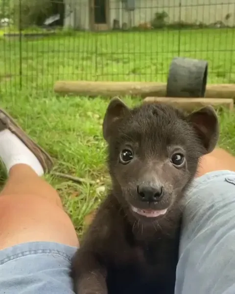 This is what a baby Hyena looks like