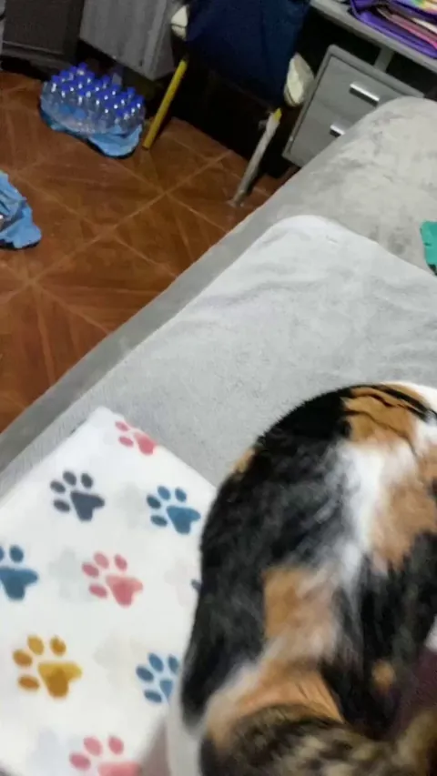 My Calico baby has the girliest meow ever😭