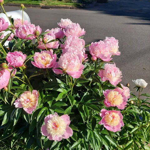 Peonies popped!