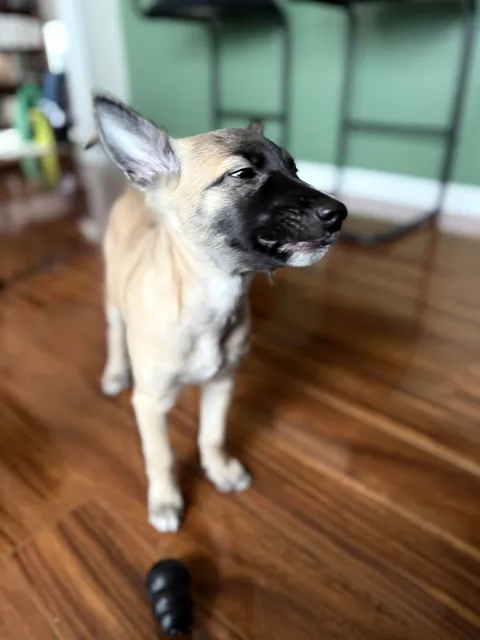 Benny is 1 year old today!