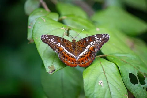 Some Thai wildlife shots from over the last year