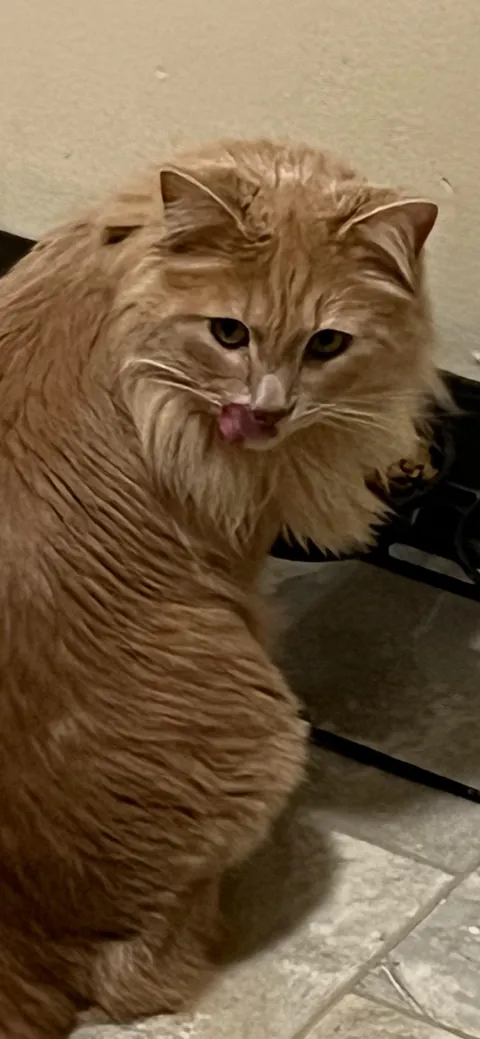 I’ve been applying for jobs and my mom said when I get one I can pay for my cat to get declawed. How do I change her mind?