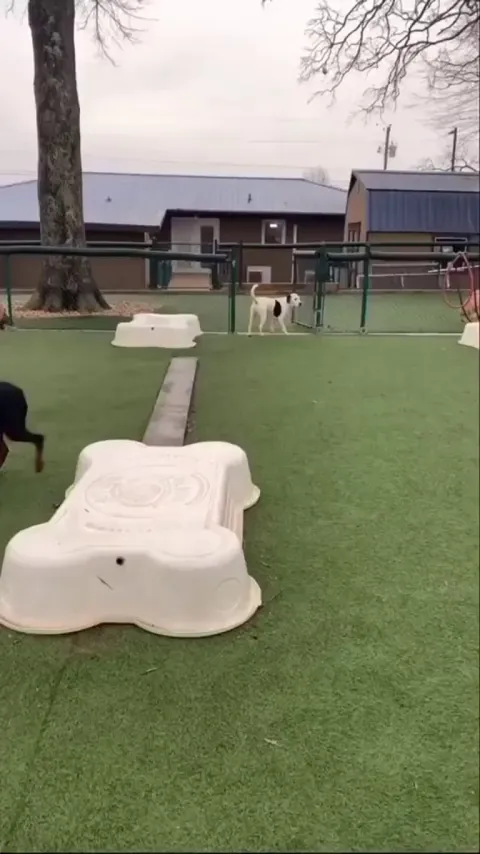 Who is in fact bamboozled?