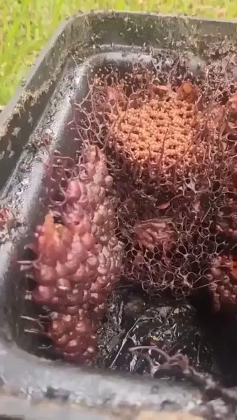 🔥 The hive from Australian native stingless bees looks like something straight from an Alien movie.