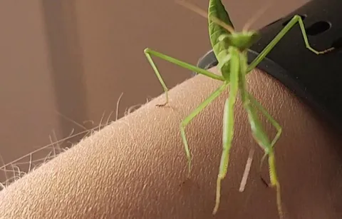 Mantis eating hair! Why?