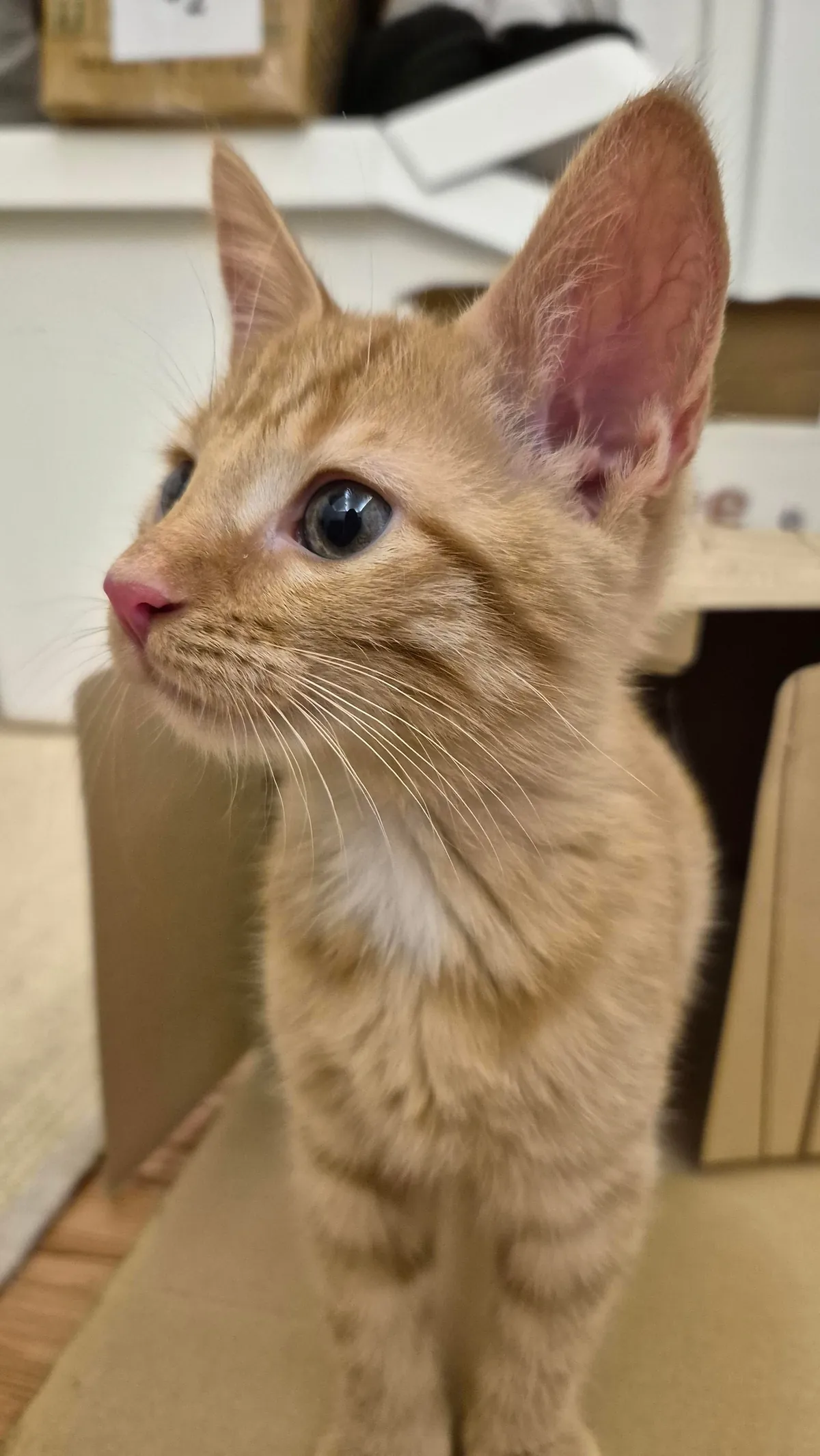 My girl Peanut - seems she is mostly growing her ears at the moment