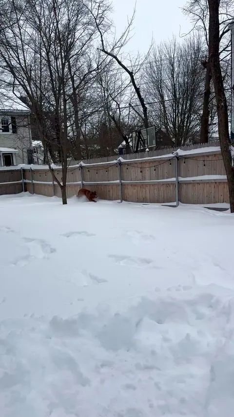 Woke up to 13 inches of snow this morning…