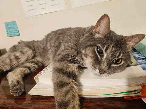 Tribute to my boy Franklin, my dearest friend. My family got him when I was three years old, I've known him my entire life. We had to say goodbye to him yesterday. He fell asleep forever in my arms. I miss you buddy.