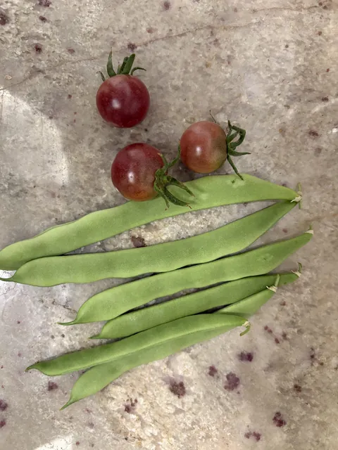 My first harvest