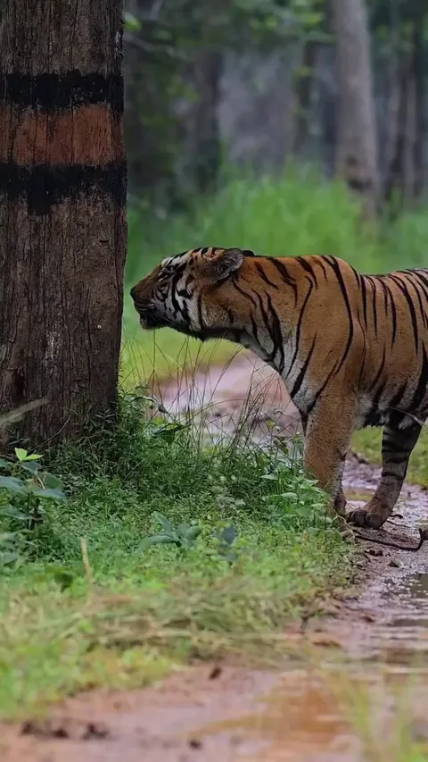 🔥 A male Tiger displaying the Flehmen Response - Tadoba Tiger Reserve, India
