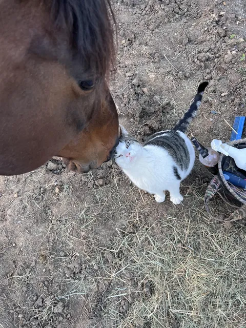 My horse and this cat are best friends