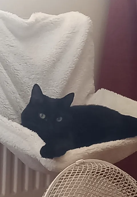 Photo Dump of my cat Hilda