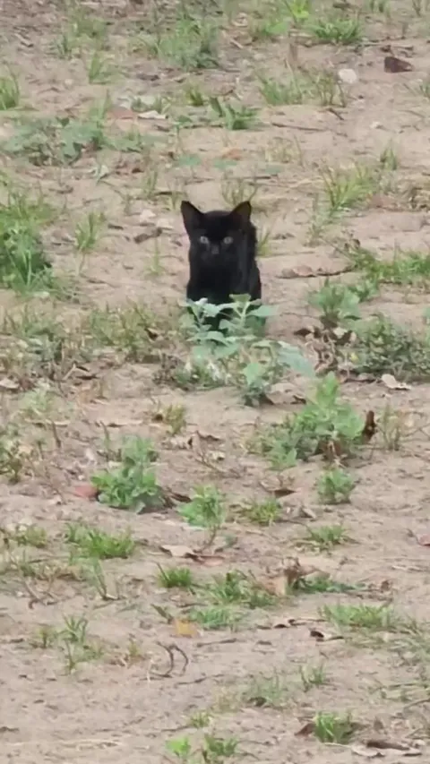 A feral that just started appearing on a farm we inherited. Will be a good barn kitten.