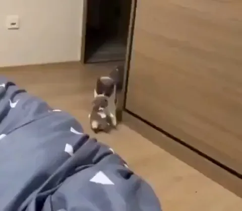 Cat brings her kittens every night to her human’s bed as a sign of trust.. 😊