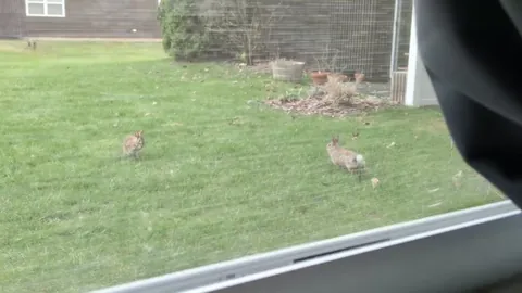 I can't get over these two bunnies playing right outside my window!
